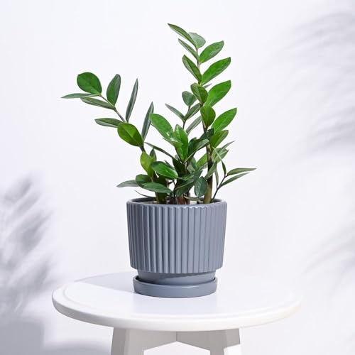 Image of UGAOO Roma Ceramic Pot |Indoor Ceramic Planter for Home, Office, Garden, Balcony - Gray (5 Inch)