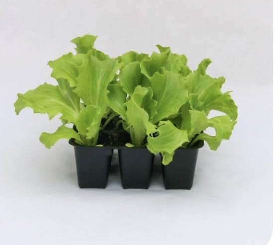 terre di romagna 1 vaschetta insalata fresca croccante, facile da coltivare, poco spazio tanta resa, insalata tutto l'anno, made in italy, 6 pezzi