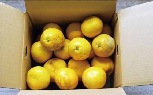 河内晩柑 樹齢 20年以上 9kg ( Lサイズ 以上 )