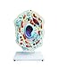 Jackson Global JS00132 Animal Cell Model