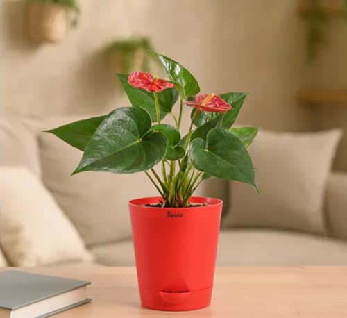 Image of UGAOO Anthurium Red Plant with Self-Watering Pot (Medium) | Indoor Air-Purifying Flowering Plant for Home & Office Decor