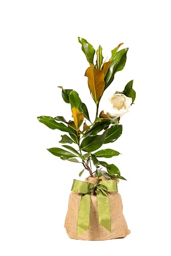 Plant a Tree in Memory Kit by The Magnolia Company