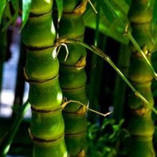 Mphmi Seedless Plant Indoor Plants Buddha Belly Bamboo Plant - Ba...