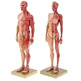 Fenteer 2pcs 11'' Anatomie Figur Modell Anatomische Muskelsystem - Weibliche/ Männliche