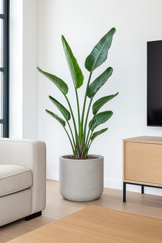 Finestgreen Charlie Pflanzgefäß Grau XL | Blumentopf für Innen- und...