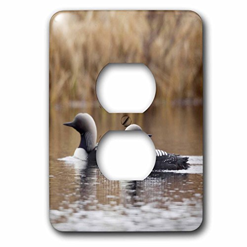Pack de 2 tapas de enchufe 3D Rose Pacific Loon Pair multicolor para ambientes acogedores 3