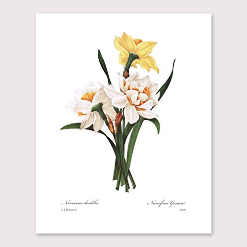 Yellow Flower Art, French Botanical Prints - Vintage Floral Decor, Redoute Wall Art, Sunflower Daffodil Blossom - Set Of 3, Unframed #TOP3