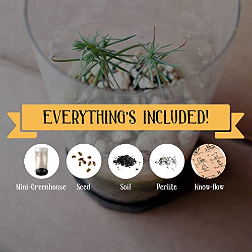 Bonsai Tree | Ginkgo Tree | Seed Grow Kit | The Jonsteen Company