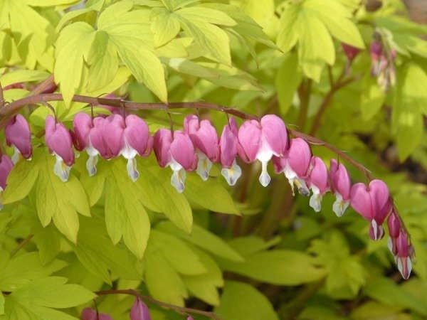 Greenwood Nursery Dicentra Gold Heart Pint Pot