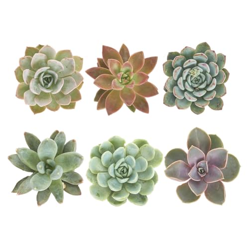 Shop Succulents Rosette Succulent Plant Pack Collection - Live Mini
