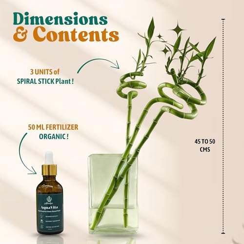 Image of Amulya Farms Set of 3 Live Bamboo Stick 50 cms with Organic Fertiliser | Indoor Vastu Plants for Home, Living Room, Office desk & Kitchen Decoration | Dancing Stems | Feng Shui |