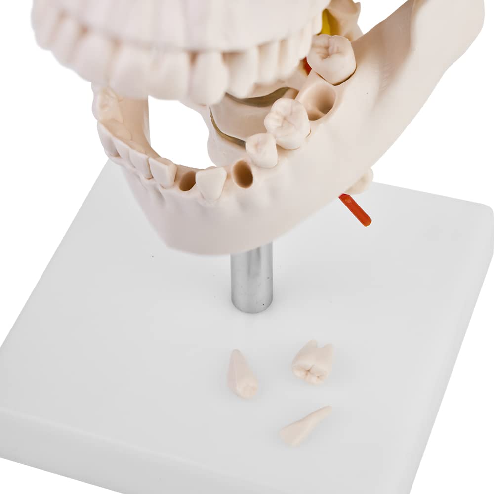Schädel Halswirbelsäule Anatomie Modell Skelett Lebensgroß Anatomisches Model Totenkopf Schädelmodell Menschlicher Kopf Skull Schaedel auf Ständer MedMod