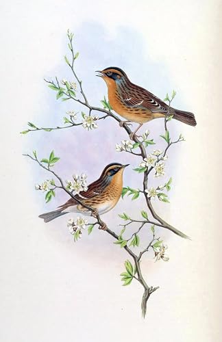 Poster Oiseau Accentor Montanellus pour Rompre la Monotonie des Murs Blancs