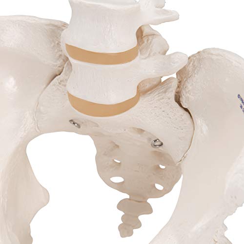 3B Scientific A61 Female Pelvic Skeleton - 3B Smart Anatomy #TOP7