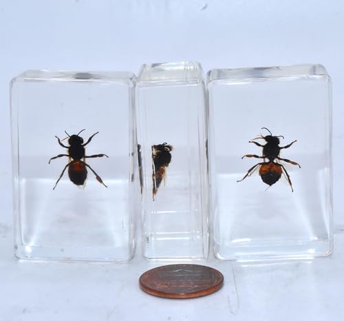 Image of 44mm Real Honeybee Honey Bee in Crystal Clear Lucite Resin Specimen Preserved Insect Taxidermy Crafts Collection for Biology Science Education & Desk Ornament Display Supplies Small Paperweight