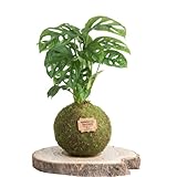 Kokedama Monstera Natural - Kokedama Interior | Bola de Musgo Vivo | Planta Natural | Planta Interior | Decoración Hogar | Fácil Cuidado y Mantenimiento