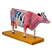 Anatomical Cattle Model for Hospital Lab Teaching Cow Anatomy Model for & Moxibustion Cow Anatomy Model Anatomy Model Animal Anatomy Model Anatomy Model Cow