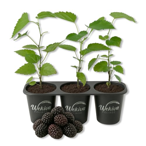 Dwarf Everbearing Mulberry Tree - 3 Live Starter Plants - Morus - Edible Fruit Tree for The Patio...