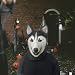 Colcolo Hundekostüm-Maske, Halloween-Latex-Maske, realistische Gruselmaske, Hunde-Cosplay-Requisiten für Cosplay-Neuheiten, Festivals, Kostümpartys, Heiser