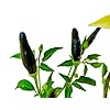 Thai Chili -Purple- 10 zaden -Seed Chilishop Chili van het jaar 2015