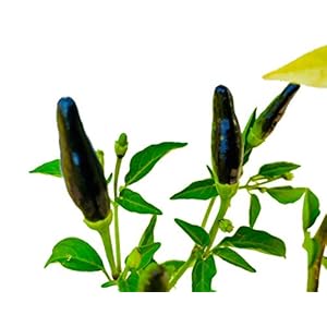 Thai Chili -Purple- 10 zaden -Seed Chilishop Chili van het jaar 2015