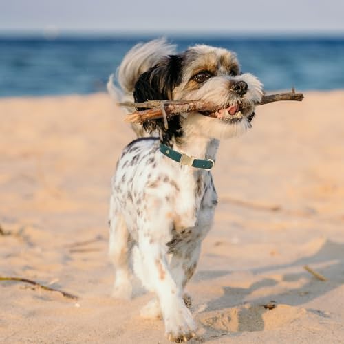 YUDOTE Weiches Hundehalsband, natürliches Baumwollmischgewebe umwickelt, Nicht reizend für Kleine Hunde mit empfindlicher Haut, Britisches Renngrün