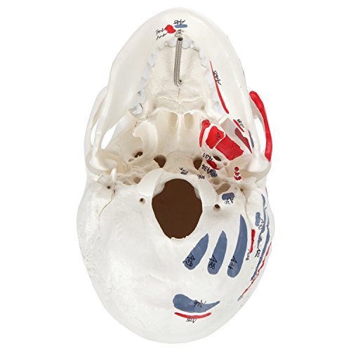 Axis Scientific 3-Part Painted And Numbered Human Skull Model | Life Size Plastic Skull Show The Muscle Origin And Insertion Points For 48 Muscles | Includes Detailed Product Manual #TOP6