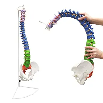 Ultrassist Life Size Human Spine Model, Flexible Spinal Cord with Hyoid Bone, Herniated Disk, Nerves, Arteries and Colored Vertebrae, Ideal Educational Model for Medical Students and Chiropractors