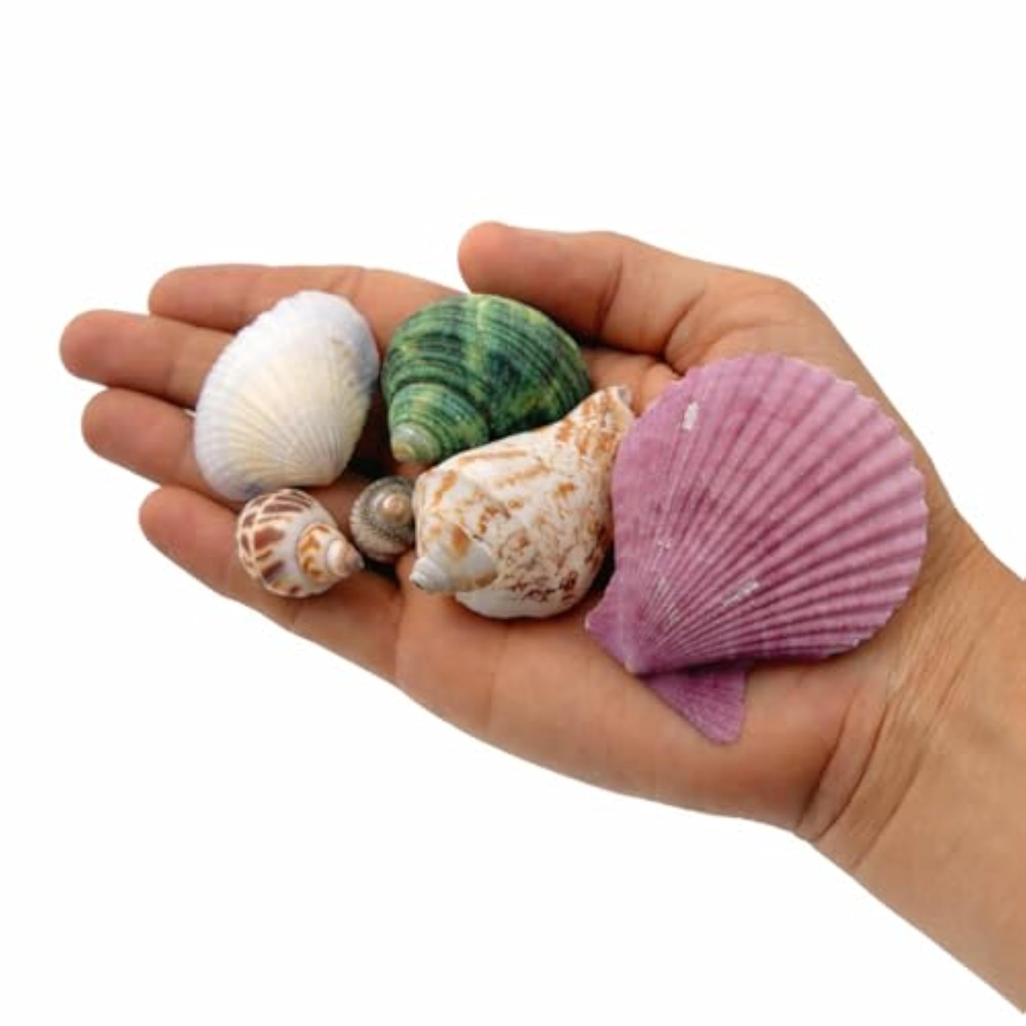 Mixed Sea Shells for Craft and Decor