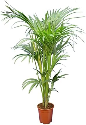 Tropische Zimmerpalme Howea Forsteriana Kentia-Palme 120-130cm Mit Weiem  Topf 21cm  Pflegeleichte Groe Zimmerpflanze