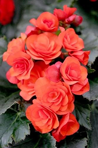 Imporetd Begonia Tuberous Double Flowers Bulb for Your Garden - (Red, Pack of 1 flower Bulbs)