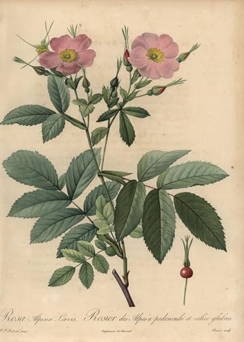 Lienzo mural decorativo ZHAOSHAN con la célebre obra Pink Alpine Rose de Redouté en formato 60x90