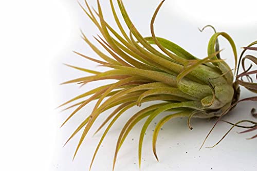 Tillandsia - Afbeelding 7