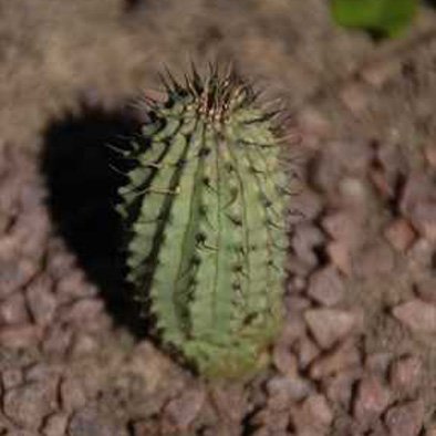 Amazon.co.jp: 【ガガイモ科多肉植物】Hoodia Gordoniiフーディア