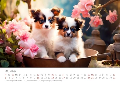 Edition Seidel Premium Kalender Niedliche Hundewelpen 2026 Format DIN A3 Wandkalender Hundekalender Hund Welpe Tierkinder Hunderasse Haustier Melanie Viola