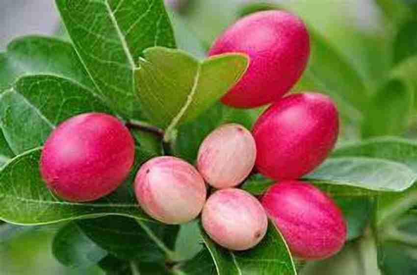 See full amazon price history chart for THE GREEN VIEW GARDENS Karmocha fruit, Karonda,Healthy Actual Plant Height .1 ft to 2 (Hybrid, Pack of 1) THE GREEN VIEW GARDENS Karmocha fruit, Karonda,Healthy Actual Plant Height .1 ft to 2 (Hybrid, Pack of 1) (B0CLJ7JGZM) Amazon Price History, Amazon Price Tracker