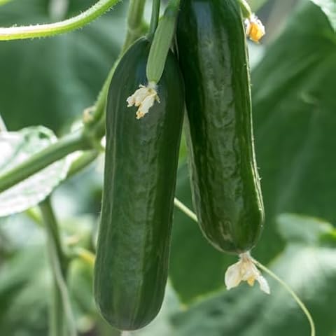 Premier Seeds Direct Beth Alpha Cucumber Seeds Cover