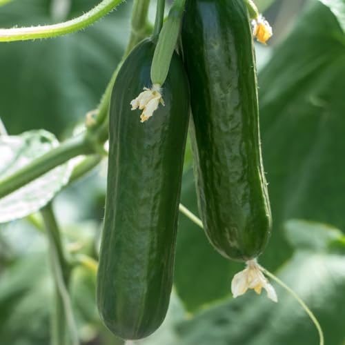 PREMIER SEEDS DIRECT - Cucumber Seeds - Beth Alpha - Approx 100 Finest Seeds