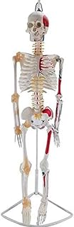 Human Skeleton Model, Scientific Skeleton Model Anatomy Bundle, 33.5" Anatomical Replica - Full Body Bone Medical Teaching Model