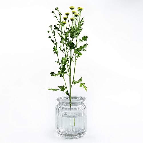 Wazakura Clear Ikebana Kenzan Japanese Flower Holder, Made In Japan, Floral Arranging Pin Frog, Round - 3"(78Mm) Clear #TOP5