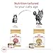 Royal Canin Maine Coon Breed Thin Slices in Gravy Adult Wet Cat Food, 3 oz can (4-pack)