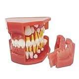 WOTZOV Modèle de Dents de Lait pour Enfants - Outil d'apprentissage et...