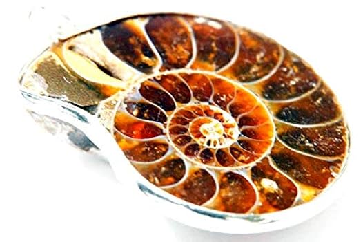 アンモナイト　貝などセット Amazon | SCIENCE 化石標本Ammonite Pair「赤鉄鉱化（ヘマタイト