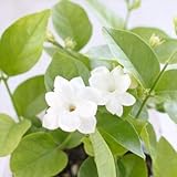 アラビアンジャスミン 苗 10.5cmポット マツリカ 茉莉花 ハーブ苗 Herb