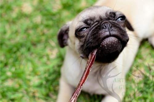 ARTISAN GIFT CO Ochsenziemer für Hunde - 100% Trockenfleisch Hundeleckerlis, geeignet für die Barf-Diät - (60 g, Bullensticks 15cm.)