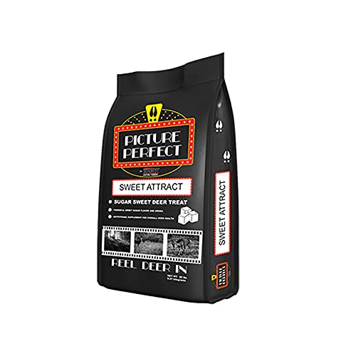 Camera Picture Perfect Mineral