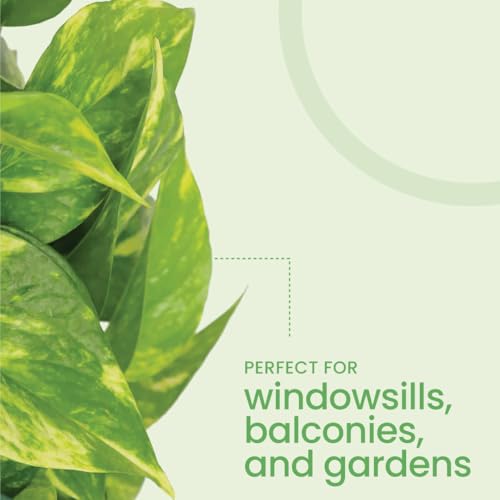 Image of American Plant Exchange Golden Pothos - Live 8-Inch Hanging Basket, Devil's Ivy, Easy-Care Air Purifying Houseplant, Fast-Growing Trailing Vine for Hanging Planters, Indoor Home or Office Decor