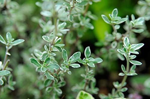 Thyme Herb Seed, Heirloom 25 Seeds, Non GMO, Present in Most herb Gardens, an Excellent Culinary and Aromatic herb