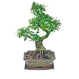 Bonsai Baum Chinesischer Liguster – 7 Jahre, 30-35 cm | Pflegeleichte Indoor-Pflanze in eleganter 15 cm Keramik-Schale mit Untersetzer | florapartner
