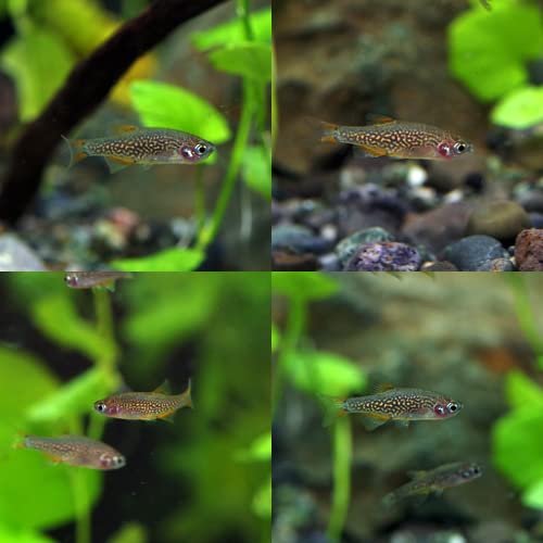 Amazon | (熱帯魚)ミクロラスボラ ハナビ HANABI （約1.5cm）（10